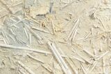 Fossil Jurassic Echinoderm (Acrosalenia) Spines - France #3172-1